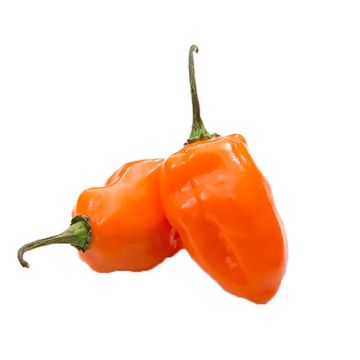 Two Habanero Peppers