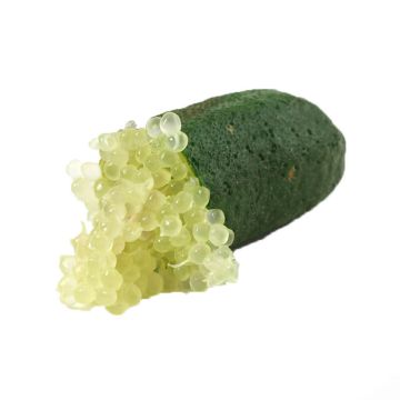 Cut Finger Lime