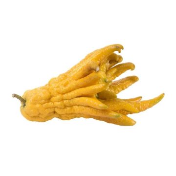 Buddha's Hand