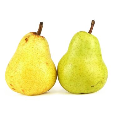 Two Organic Juice Grade Pears