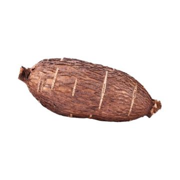 Yucca Root