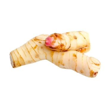 Fresh Galanga Root