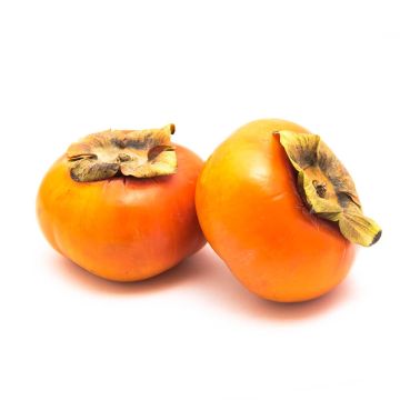 Two Fuyu Persimmons