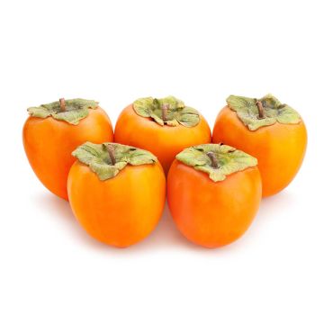 Five Hachiya Persimmons