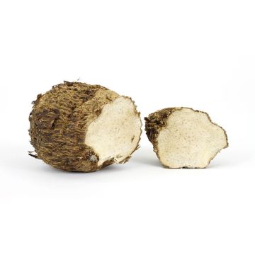 Malanga Coco