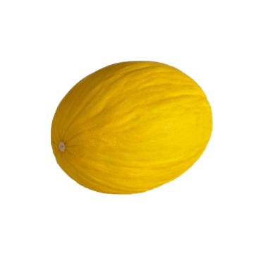 Canary Melon