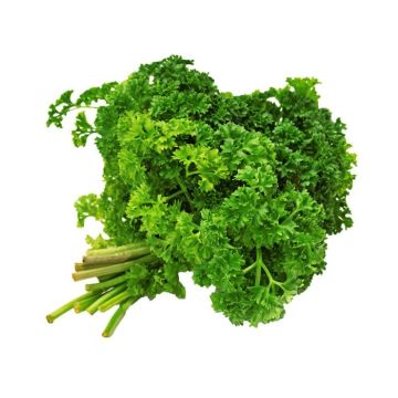 Curly Parsley