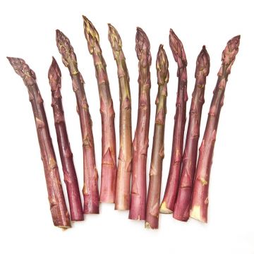 Purple Asparagus