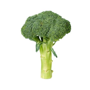 Broccoli