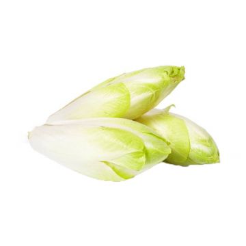 Belgian Endive