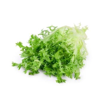 Green Frisee