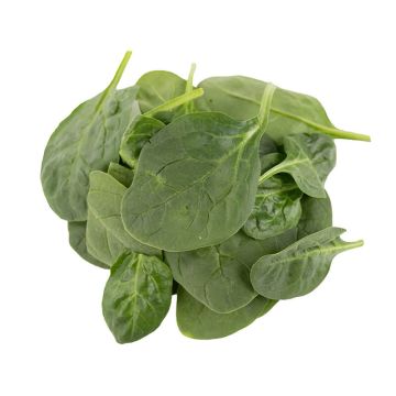 Cello Spinach