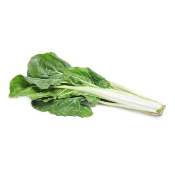 Green Swiss Chard