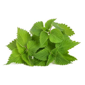 Stinging Nettles
