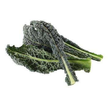 Baby Lacinato Kale