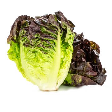 Red Gem Little Lettuce