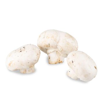 Large Mushroom - Local