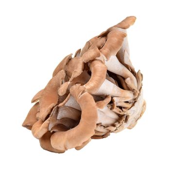Maitake Mushrooms