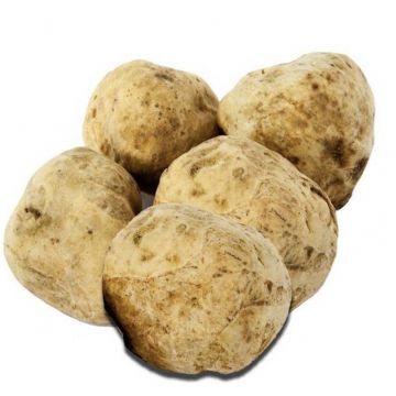 White Truffle