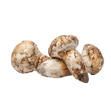 Matsutake Mushrooms