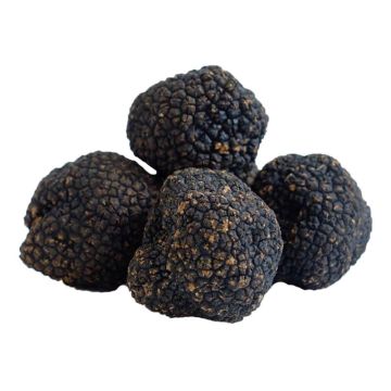 Black Summer Truffles