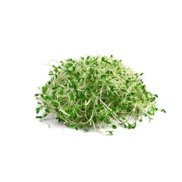 Alfalfa Sprouts