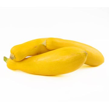 Organic Yellow Squash