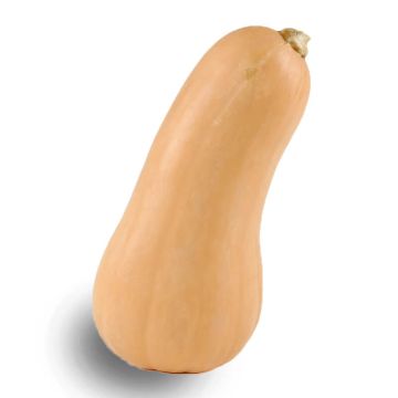 Butternut Squash