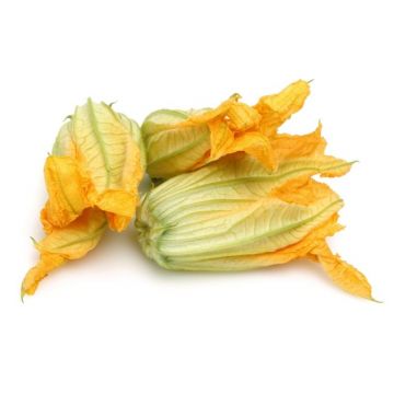 Squash Blossom