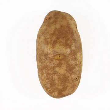 Baker Potato