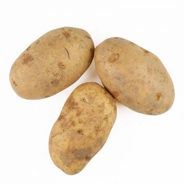 Baker Potatoes