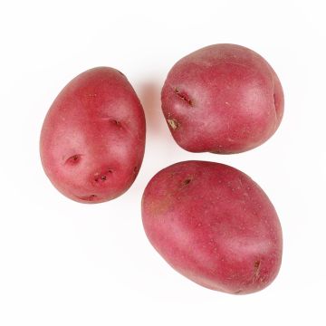 B-Size Red Potatoes