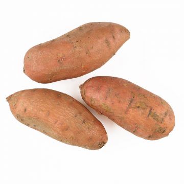 6-8 oz Sweet Potatoes 
