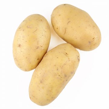 Yukon Gold Potatoes Size-A