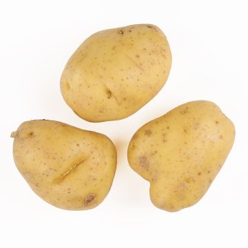 Three Yukon Gold "B" Potatoes
