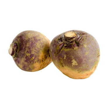 Rutabaga