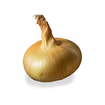 Cippolini Onion