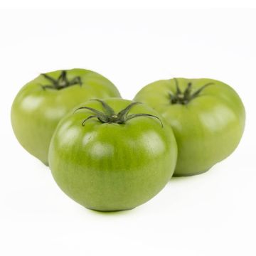 Green Tomatoes