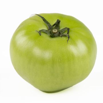 Hydro Green Tomato