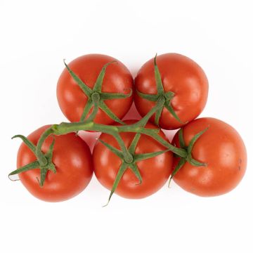 On the Vine Red Tomatoes