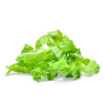 Pile of Chopped Romaine Lettuce