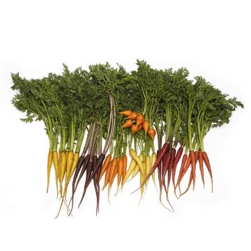 Baby Mixed Carrots w/ Tops