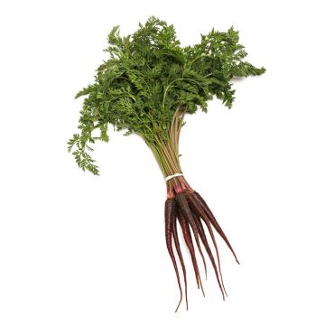 Baby Purple Carrots with Tops