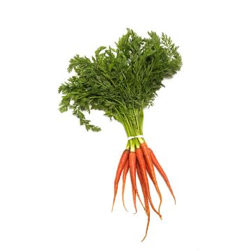 Baby Pink Carrots with Tops