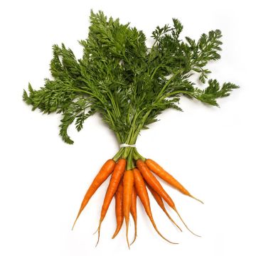 Baby Carrot with Tops