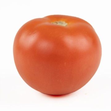 4X4 Tomato