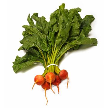 Baby Gold Beets with Tops