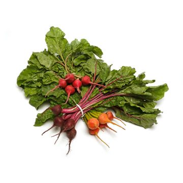 Baby Mixed Beets with Tops