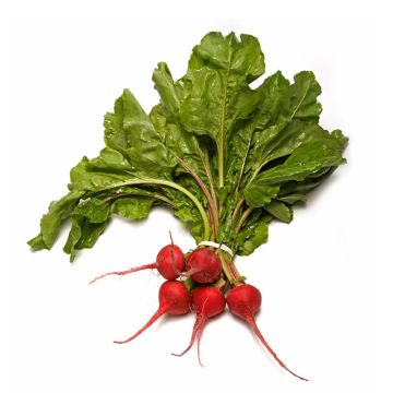 Baby Candystripe Beets with Tops
