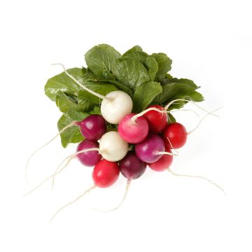 Easter Egg Radishes